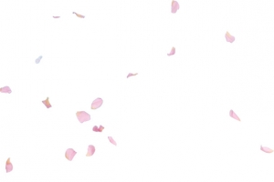 玫瑰花瓣
