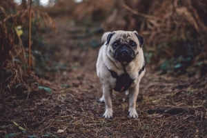 pug 狗 散步 4k壁纸 3840x2160