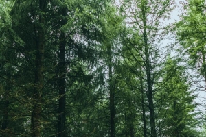 绿色自然树林