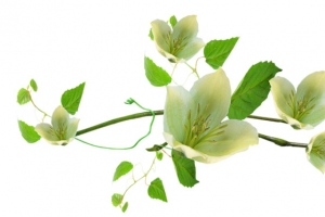 苹果花 绿叶