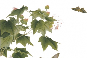 中国风手绘木芙蓉花