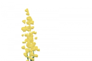 手绘鲜花植物油画质感油画纹理