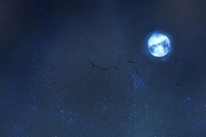 夜晚风景星空乌鸦