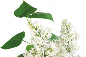 白丁香花