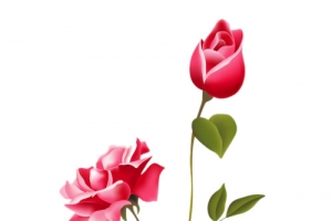 手绘月季花