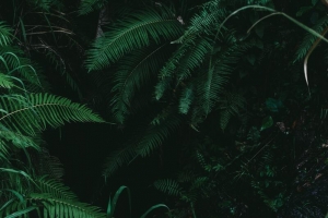 摄影 绿色 自然