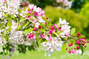 樱桃 花 花瓣 树枝 粉红色 宏观 4k壁纸 3840x2160