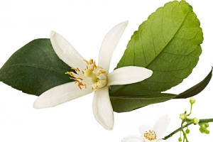 绿色柚子花
