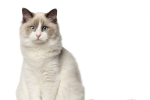 可爱的布偶猫咪