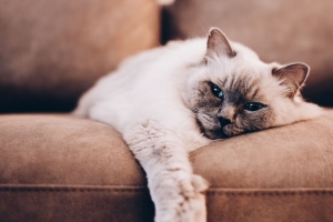 暹罗猫 猫 宠物 灰色 4k壁纸 3840x2160