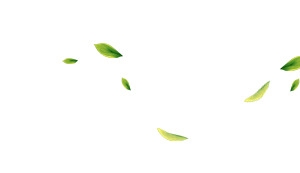树叶飘浮