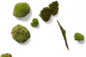 青苔装饰素材图案