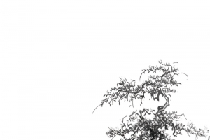 矢量中国风松树