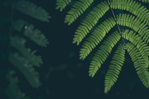 叶 植物3440x1440壁纸