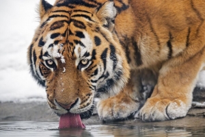 老虎 捕食者 动物 突出的舌头 大猫 水 4k壁纸 3840x2160