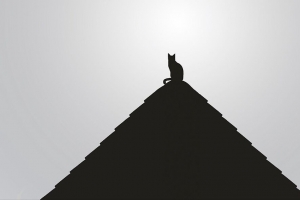 屋顶 猫 黑色 黑白 极简主义 4k壁纸 3840x2160