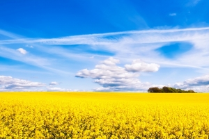 油菜花的天空3440x1440带鱼屏壁纸