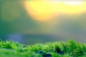 苔藓背景