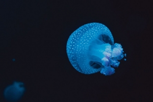 水母 海底世界 斑点 触手 4k壁纸 3840x2160
