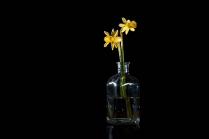 水仙花 花 花瓶 玻璃 4k壁纸 3840x2160