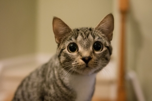 灰色的猫,眼睛,凝视着,背景图片