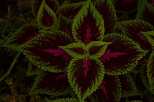 叶子 植物 绿色 深色 图案 4k壁纸 3840x2160