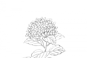 简笔绣球花