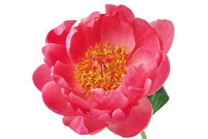 山茶花 免扣 png素材
