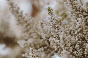 花 灌木 植物 开花 白色 4k壁纸 3840x2160