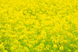 春天油菜花风景3440x1440带鱼屏壁纸