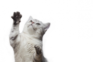 站着抓东西的猫猫