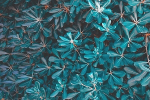 树叶 植物 蓝色 4k壁纸 3840x2160