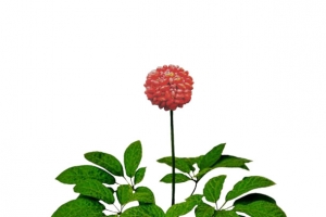 三七花免抠素材
