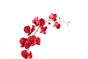 手绘花瓣漂浮png素材