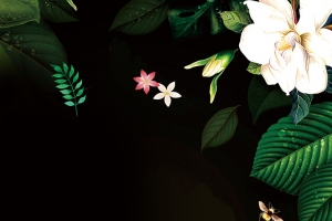 绿色植物简约夏季新品海报
