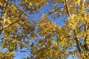 树木 树叶 秋天 黄色 4k壁纸 3840x2160