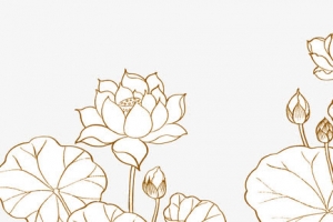 荷花线条图案