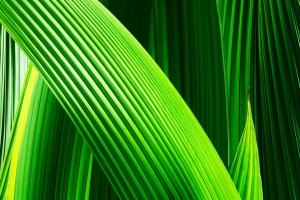 绿色高清植物叶子纹理