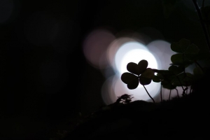 三叶草 三叶草 深色 植物 宏观 4k壁纸 3840x2160