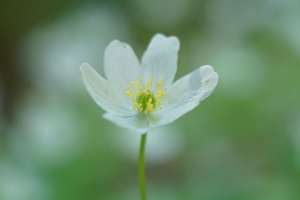 海葵 花瓣 花 白色 微距 模糊 4k壁纸 3840x2160