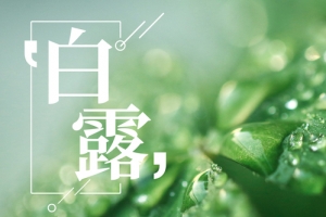 二十四节气白露露水banner海报