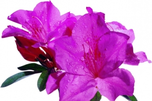 紫色杜鹃花