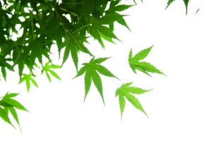 春天阳光下的绿叶