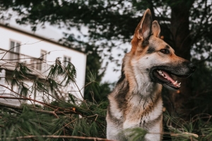 德国牧羊犬 狗 宠物 突出的舌头 树枝 云杉 4k壁纸 3840x2160