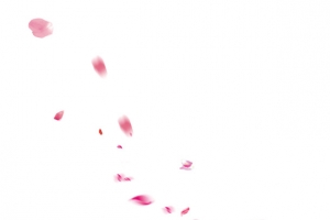 唯美鲜花素材