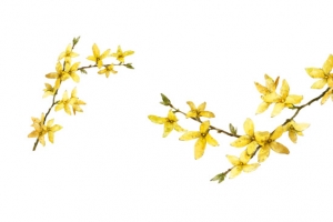 小黄花