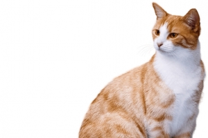 胖胖的橘猫