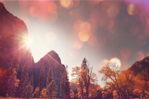 秋天草地树木风景