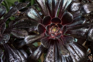 植物风 树风 树叶 水滴 植物 4k壁纸 3840x2160