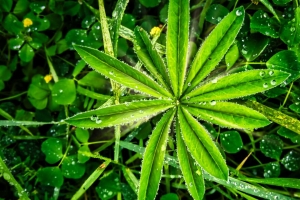植物 树叶 水滴 宏观 4k壁纸 3840x2160